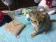 Bengal Cats for sale in Charleroi, PA 15022, USA. price: NA