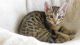 Bengal Cats for sale in Gladwin, MI 48624, USA. price: NA