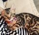 Bengal Cats for sale in Sherwood, AR, USA. price: $500