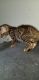 Bengal Cats for sale in Capitol Heights, MD 20743, USA. price: NA