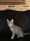 Bengal Cats for sale in Highland, CA, USA. price: $700