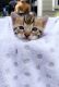 Bengal Cats for sale in Woodland, WA 98674, USA. price: NA