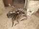 Bengal Cats for sale in Tucson, AZ, USA. price: NA