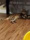 Bengal Cats for sale in San Antonio, TX, USA. price: $600