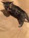 Bengal Cats for sale in Scurry-Rosser Independent School District, TX, USA. price: $500