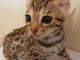 Bengal Cats for sale in Houston, TX, USA. price: $3,000