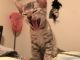 Bengal Cats for sale in Crystal, MN, USA. price: NA