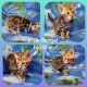 Bengal Cats for sale in York, NE 68467, USA. price: $500