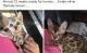 Bengal Cats for sale in Crystal, MN, USA. price: NA