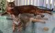 Bengal Cats for sale in Leland, NC 28451, USA. price: NA
