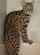 Bengal Cats for sale in Kentucky Dam, Gilbertsville, KY 42044, USA. price: NA