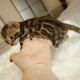Bengal Cats for sale in E Iliff Ave, Denver, CO, USA. price: NA