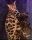 Bengal Cats for sale in Studio City, Los Angeles, CA, USA. price: NA