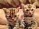 Bengal Cats for sale in Costa Mesa, CA, USA. price: NA