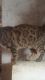 Bengal Cats for sale in St Augusta, MN, USA. price: NA