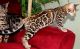 Bengal Cats for sale in Helena, MT, USA. price: $600