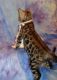 Bengal Cats for sale in Bay City, MI, USA. price: NA