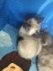 Bengal Cats for sale in Hingham Center, Hingham, MA 02043, USA. price: $1,500