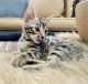 Bengal Cats for sale in Boulder, CO, USA. price: $750
