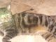 Bengal Cats for sale in 449 10th St, Niagara Falls, NY 14303, USA. price: NA