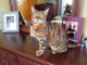 Bengal Cats for sale in Davison, MI 48423, USA. price: NA