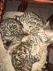 Bengal Cats for sale in Highland, CA, USA. price: $750