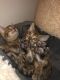Bengal Cats for sale in Monroe, NY 10950, USA. price: $900