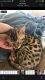 Bengal Cats for sale in Nashville, TN, USA. price: $500