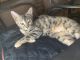 Bengal Cats for sale in Fleetwood, NC 28626, USA. price: NA