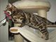 Bengal Cats for sale in Columbia, SC, USA. price: NA