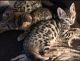 Bengal Cats for sale in Manhattan, New York, NY, USA. price: $500