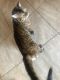 Bengal Cats for sale in East Hartford, CT, USA. price: $400