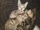Bengal Cats for sale in Madison, ME 04950, USA. price: $600
