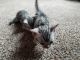 Bengal Cats for sale in Bloomer, WI 54724, USA. price: $700