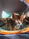 Bengal Cats for sale in Highland, CA, USA. price: $950