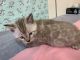 Bengal Cats for sale in Pine Valley, CA 91962, USA. price: NA