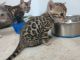 Bengal Cats for sale in New Jersey Turnpike, Kearny, NJ, USA. price: $650
