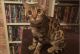 Bengal Cats for sale in Fort Worth, TX, USA. price: NA