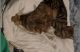 Bengal Cats for sale in Fort Worth, TX, USA. price: NA