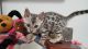 Bengal Cats for sale in Inman, SC 29349, USA. price: NA