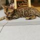 Bengal Cats for sale in Virginia Rd, London, UK. price: 500 GBP