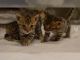 Bengal Cats for sale in Virginia Rd, London, UK. price: NA