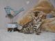 Bengal Cats for sale in Cambridge, UK. price: 150 GBP