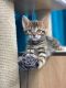 Bengal Cats for sale in LOS ANGLS AFB, CA 90009, USA. price: NA