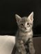 Bengal Cats for sale in Los Angeles, CA 90020, USA. price: $350