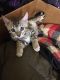 Bengal Cats for sale in Highland, CA, USA. price: $1,500