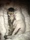 Bengal Cats for sale in 10315 Lamplighter Ln, Hanna City, IL 61536, USA. price: NA