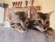 Bengal Cats for sale in Tennessee City, TN 37055, USA. price: NA
