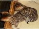 Bengal Cats for sale in 2669 Main St, Weirton, WV 26062, USA. price: NA