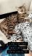 Bengal Cats for sale in Annapolis, MD, USA. price: NA